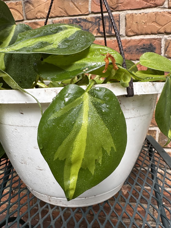 Plant Image